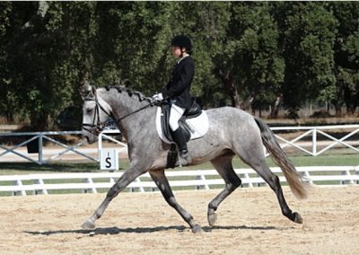 Clara Maria Schubert fete imperiale, spanische hofreitschule, spanish riding school, wien, viena, vienna, escola espanhola de viena, Piber, Gestüt, Lipizzaner, Lipica, Spanische Reitschule, treino cavalo lusitano desbaste vila franca de xira cavaleira dressage ensino amazona competição concurso lusitano cavalo harmonia equestre