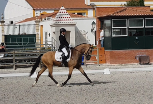 Clara Maria Schubert cavaleira dressage ensino amazona competição concurso lusitano cavalo harmonia equestre