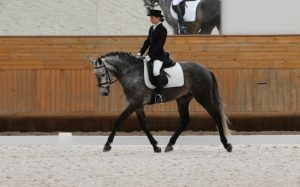Clara Maria Schubert cavaleira, cavalo, portugal, vila franca de xira, vila franca, prova, competição, dressurturnier, competition, dressage competition, claro, clara, franz schubert, clara schumann, ensino, österreich, reiten, montar, AAP, Associação de Amazonas de Portugal, FENA, FEP, dressage, amazona, amazonas, amazonia, side saddle, damensattel, dressur, turnier, reiterin, dressurreiterin, clara maria schubert, austria, ribatejo, pferd, pferde, lusitano, lusitanos, psl, training, desbaste, ensinar, treino, em harmonia com os cavalos, harmony, harmonie, lusitano horse, lusitano pferd, Grand Prix, Grande Premio, Grande Prémio, cavaleira profissional, Profireiterin, Profi, Beritt, Damensattelverein, Damensattel verein, Damensitzcavaleira dressage ensino amazona competição concurso lusitano cavalo harmonia equestre treino cavalo lusitano desbaste vila franca de xira