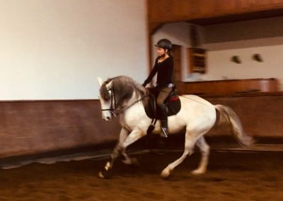 cavaleira, cavalo,fete imperiale, spanische hofreitschule, spanish riding school, wien, viena, vienna, escola espanhola de viena, Piber, Gestüt, Lipizzaner, Lipica, Spanische Reitschule, portugal, vila franca de xira, vila franca, prova, competição, dressurturnier, competition, dressage competition, claro, clara, franz schubert, clara schumann, ensino, österreich, reiten, montar, AAP, Associação de Amazonas de Portugal, FENA, FEP, dressage, amazona, amazonas, amazonia, side saddle, damensattel, dressur, turnier, reiterin, dressurreiterin, clara maria schubert, austria, ribatejo, pferd, pferde, lusitano, lusitanos, psl, training, desbaste, ensinar, treino, em harmonia com os cavalos, harmony, harmonie, lusitano horse, lusitano pferd, Grand Prix, Grande Premio, Grande Prémio, cavaleira profissional, Profireiterin, Profi, Beritt