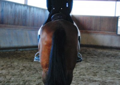 cavaleira, cavalo, portugal, vila franca de xira, vila franca, prova, competição, dressurturnier, competition, dressage competition, claro, clara, franz schubert, clara schumann, ensino, österreich, reiten, montar, AAP, Associação de Amazonas de Portugal, FENA, FEP, dressage, amazona, amazonas, amazonia, side saddle, damensattel, dressur, turnier, reiterin, dressurreiterin, clara maria schubert, austria, ribatejo, pferd, pferde, lusitano, lusitanos, psl, training, desbaste, ensinar, treino, em harmonia com os cavalos, harmony, harmonie, lusitano horse, lusitano pferd, Grand Prix, Grande Premio, Grande Prémio, cavaleira profissional, Profireiterin, Profi, Beritt
