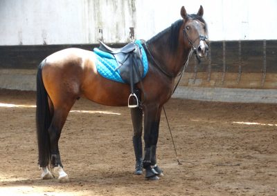 cavaleira, cavalo, portugal, vila franca de xira, vila franca, prova, competição, dressurturnier, competition, dressage competition, claro, clara, franz schubert, clara schumann, ensino, österreich, reiten, montar, AAP, Associação de Amazonas de Portugal, FENA, FEP, dressage, amazona, amazonas, amazonia, side saddle, damensattel, dressur, turnier, reiterin, dressurreiterin, clara maria schubert, austria, ribatejo, pferd, pferde, lusitano, lusitanos, psl, training, desbaste, ensinar, treino, em harmonia com os cavalos, harmony, harmonie, lusitano horse, lusitano pferd, Grand Prix, Grande Premio, Grande Prémio, cavaleira profissional, Profireiterin, Profi, Beritt, pferdefreundlich, Santarém, Golega, pferdeverkauf, lusitanoverkauf, verkauf, traumlusitano