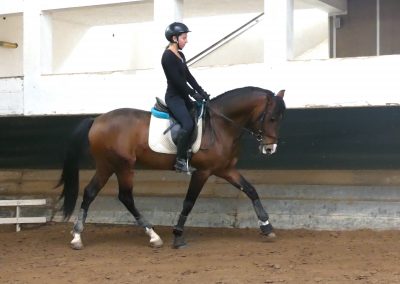 cavaleira, cavalo, portugal, vila franca de xira, vila franca, prova, competição, dressurturnier, competition, dressage competition, claro, clara, franz schubert, clara schumann, ensino, österreich, reiten, montar, AAP, Associação de Amazonas de Portugal, FENA, FEP, dressage, amazona, amazonas, amazonia, side saddle, damensattel, dressur, turnier, reiterin, dressurreiterin, clara maria schubert, austria, ribatejo, pferd, pferde, lusitano, lusitanos, psl, training, desbaste, ensinar, treino, em harmonia com os cavalos, harmony, harmonie, lusitano horse, lusitano pferd, Grand Prix, Grande Premio, Grande Prémio, cavaleira profissional, Profireiterin, Profi, Beritt, pferdefreundlich, Santarém, Golega, pferdeverkauf, lusitanoverkauf, verkauf, traumlusitano